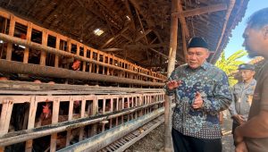 Kelebihan Pasokan dan Mahalnya Pakan Tekan Harga Telur, BHS Serap Aspirasi Peternak di Sidoarjo