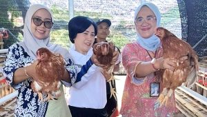 Dukung Kemandirian Melalui Ketahanan Pangan, Lapas I Madiun Dorong Budidaya Ayam Petelur Warga Binaan