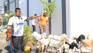 Gembala Kambing Jadi Solusi Ramah Lingkungan, Lapas Pemuda Madiun Optimalkan Lahan Ketahanan Pangan