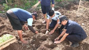 Dari Brandgang Menuju Ketahanan Pangan, Lapas Kelas I Madiun Tanam Tomat sebagai Wujud Pembinaan Produktif