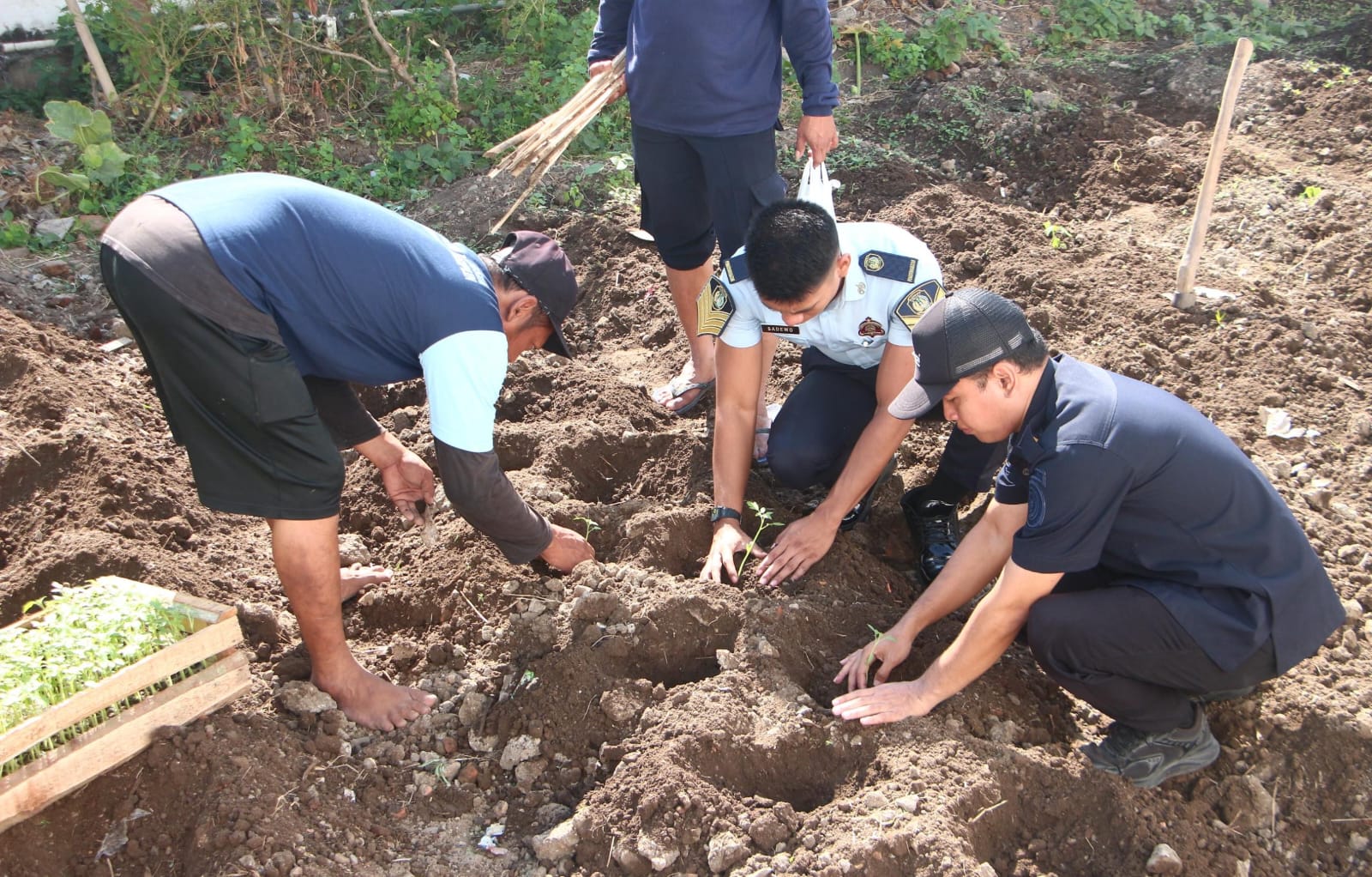 Dari Brandgang Menuju Ketahanan Pangan, Lapas Kelas I Madiun Tanam Tomat sebagai Wujud Pembinaan Produktif