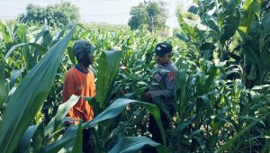 Tanaman Jagung di Dukuhsari Tumbuh Subur, Bhabinkamtibmas Dorong Pemanfaatan Lahan Produktif