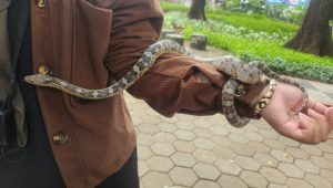 Komunitas Reptil Bandung Ajak Warga Kenali Reptil Sebelum Takut atau Bertindak