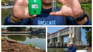 Kematian Ikan Massal di Sungai Jagir, Ecoton Temukan Fosfat Hingga 6 Kali Baku Mutu