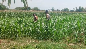 Polisi Pantau 3.300 Meter Persegi Lahan Jagung di Jrebeng Lor Probolinggo Kota 