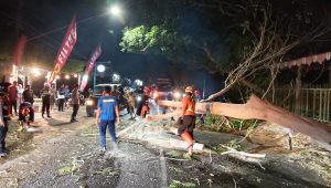 BPBD Tulungagung Gerak Cepat Tangani Pohon Tumbang di Depan Gedung PGRI