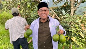 Lima Tahun Rawat Alpukat, Petani Batulawang Cianjur Akhirnya Petik Hasil