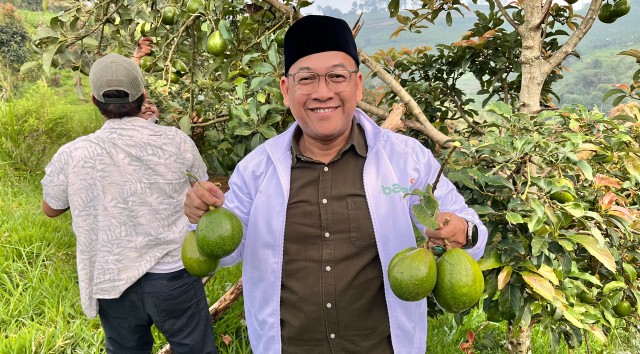 Lima Tahun Rawat Alpukat, Petani Batulawang Cianjur Akhirnya Petik Hasil